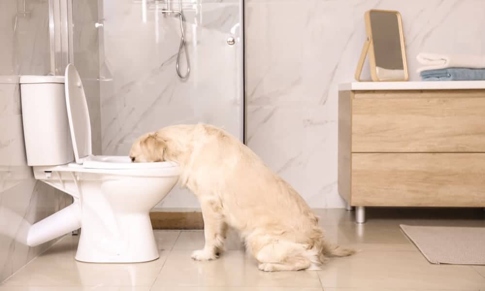 10 Motives Behind Dogs' Bathroom Habits